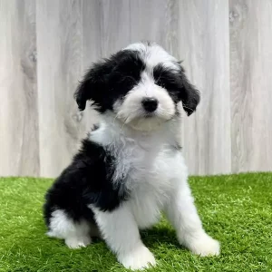 Mini Sheepadoodle